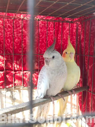 Cockatiel (1 pair)
